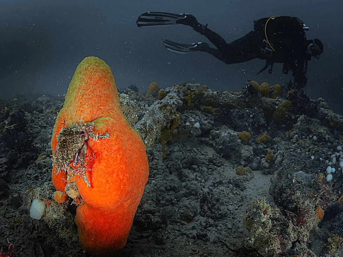 Granchio porro tra spugne su una secca marina Granchio porro tra spugne su una secca marina