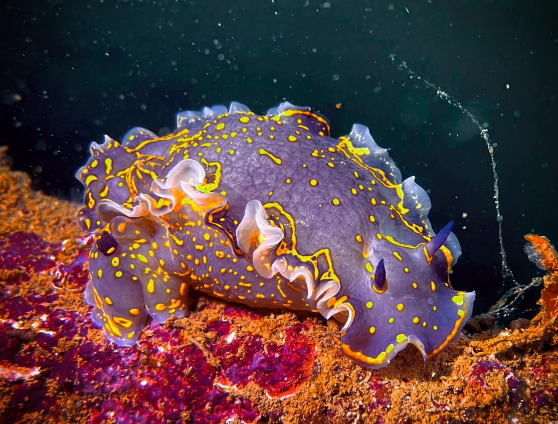 Nudibranco colorato su reef roccioso Nudibranco colorato su reef roccioso