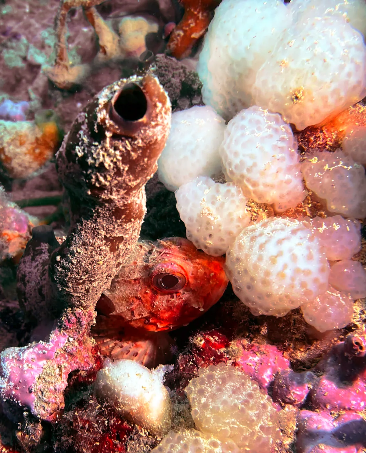 Scorfano tra coralli morbidi e spirografi Scorfano tra coralli morbidi e spirografi