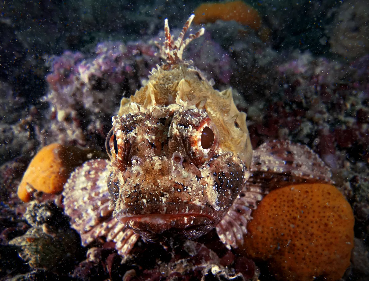 Scorfano mimetizzato su una tegnua dell'Alto Adriatico Scorfano mimetizzato su una tegnua dell'Alto Adriatico